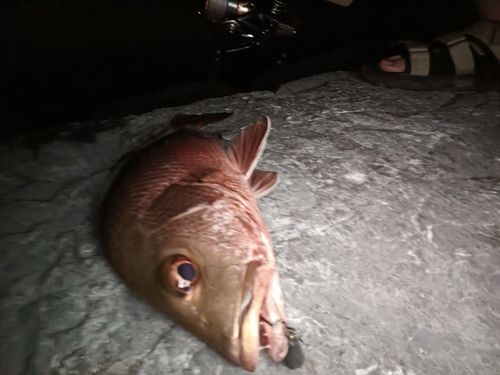 ゴマフエダイの釣果