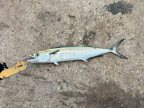 サゴシの釣果