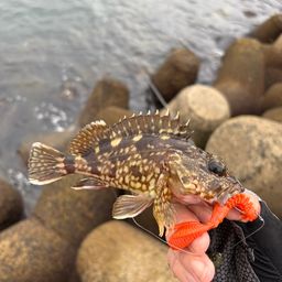 カサゴ