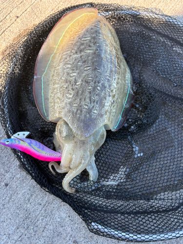 モンゴウイカの釣果