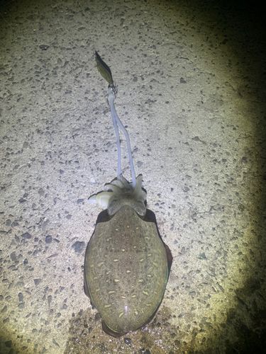 モンゴウイカの釣果