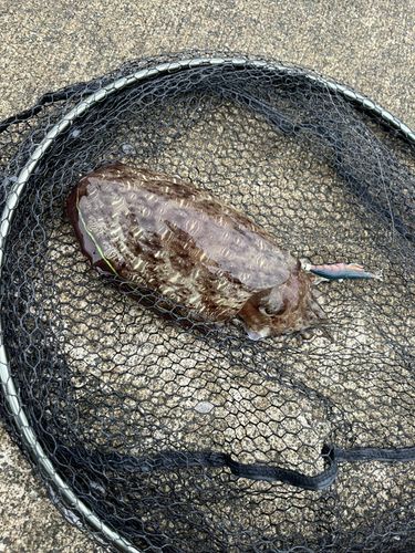 コウイカの釣果