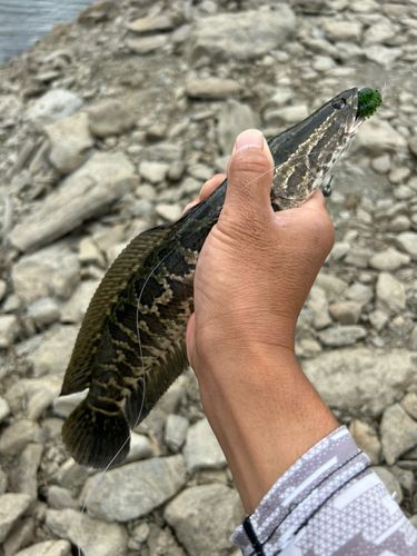 タイワンドジョウの釣果