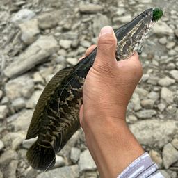 タイワンドジョウ