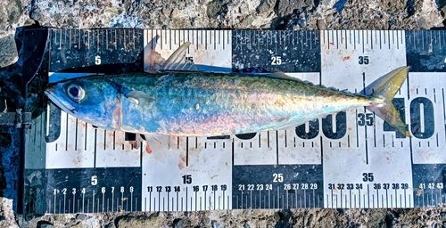 サバの釣果