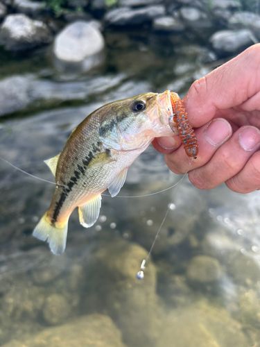 ラージマウスバスの釣果