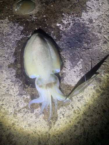 モンゴウイカの釣果