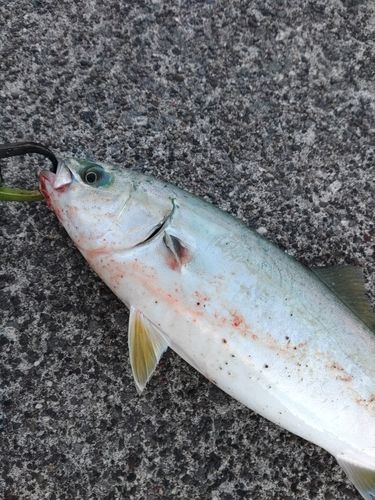 イナダの釣果
