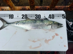 サゴシの釣果