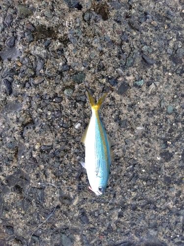 タカベの釣果