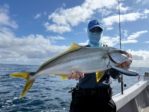 ヒラマサの釣果