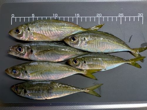 アジの釣果