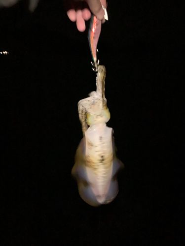 小浜湾