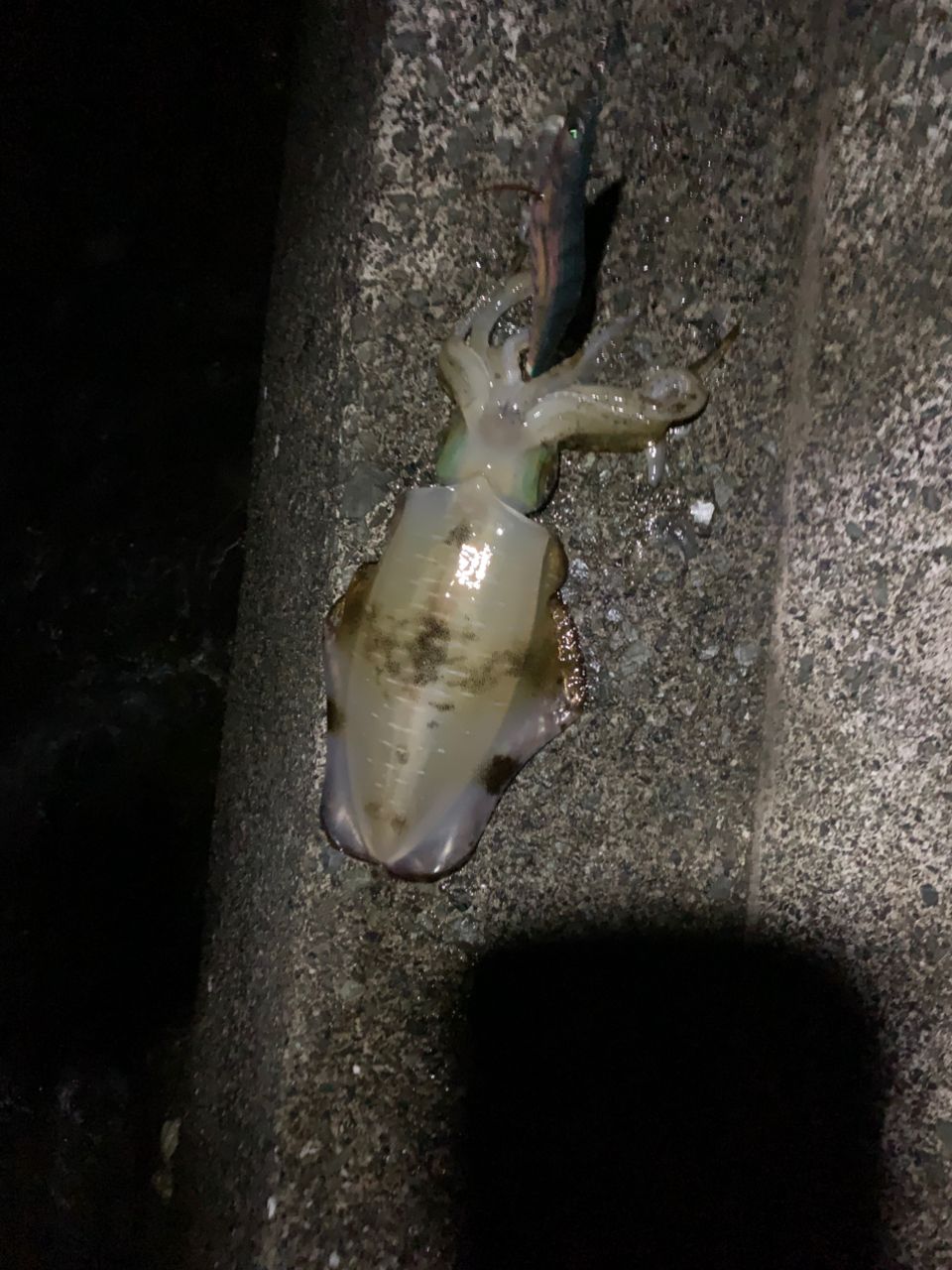 アオリイカ