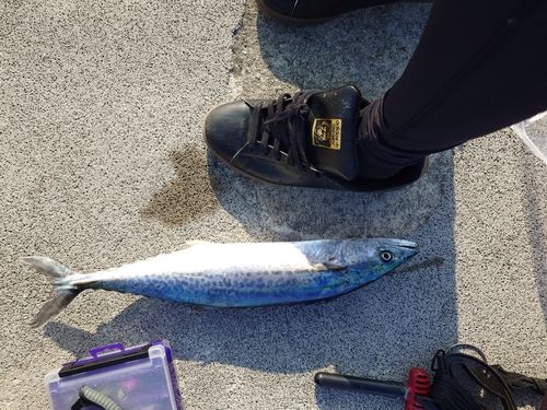 サゴシの釣果