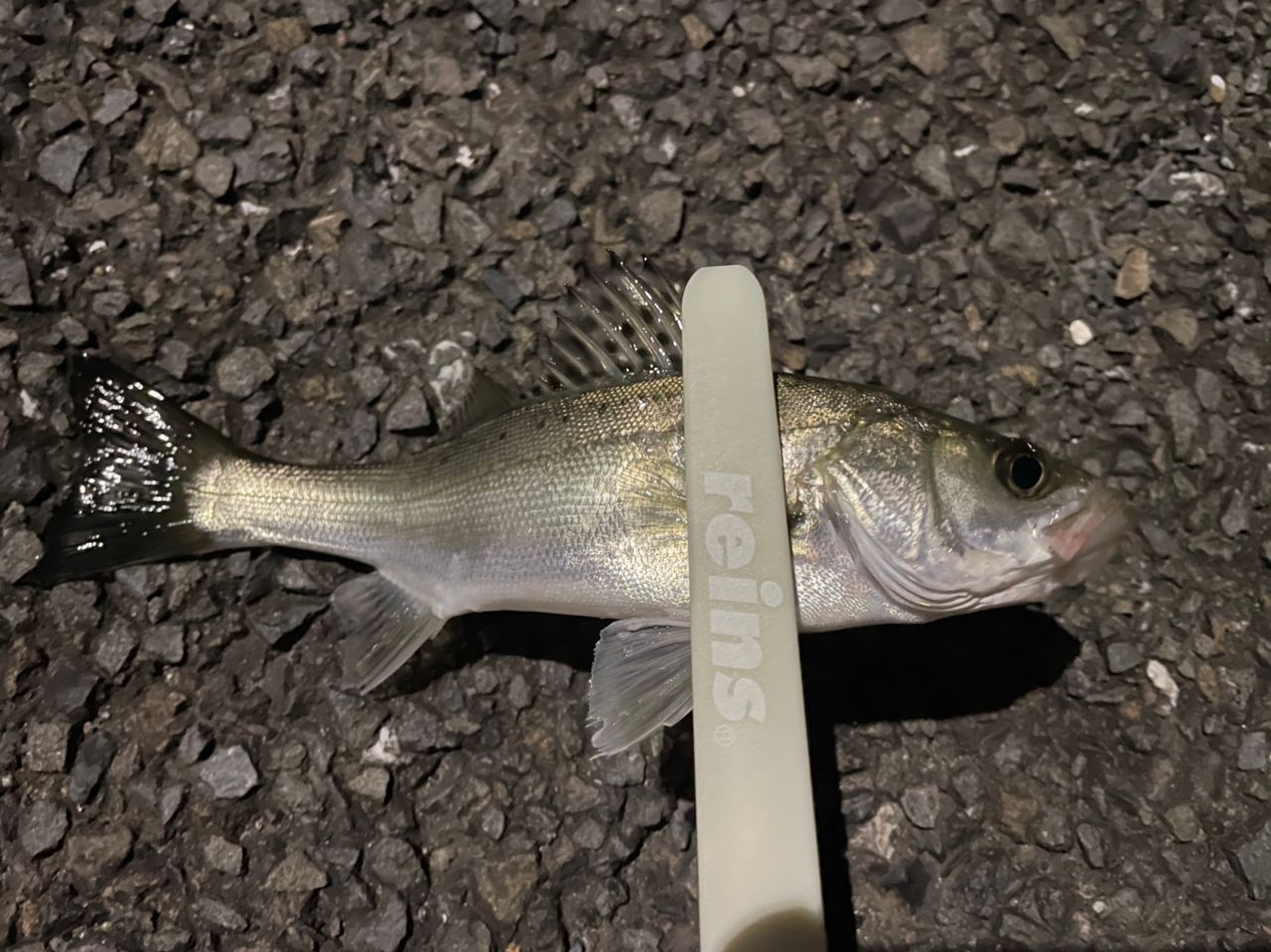 セイゴ（マルスズキ）