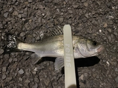 セイゴ（マルスズキ）の釣果
