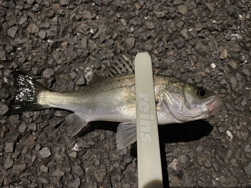 セイゴ（マルスズキ）の釣果