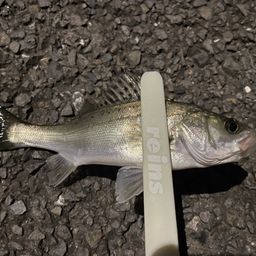 セイゴ（マルスズキ）