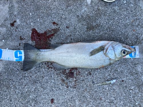ヒラスズキの釣果