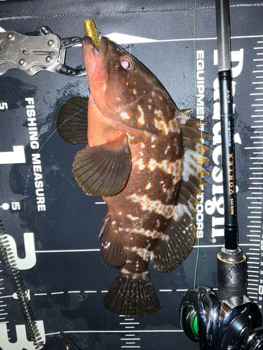 キジハタの釣果