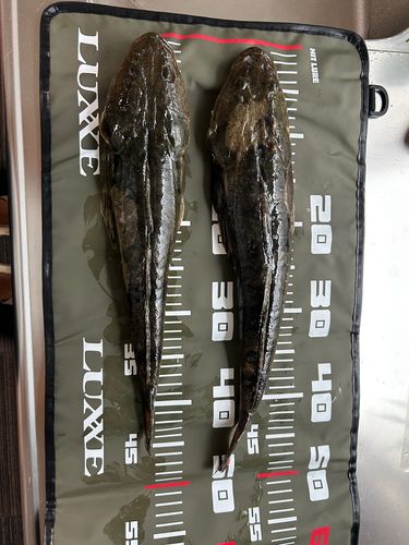 マゴチの釣果