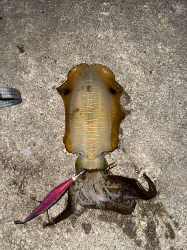 アオリイカの釣果