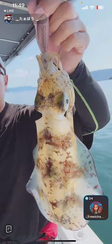 アオリイカの釣果