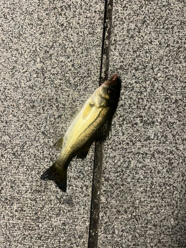 大さん橋付近