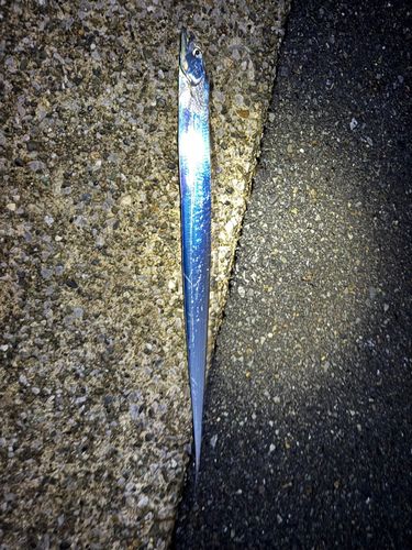 タチウオの釣果