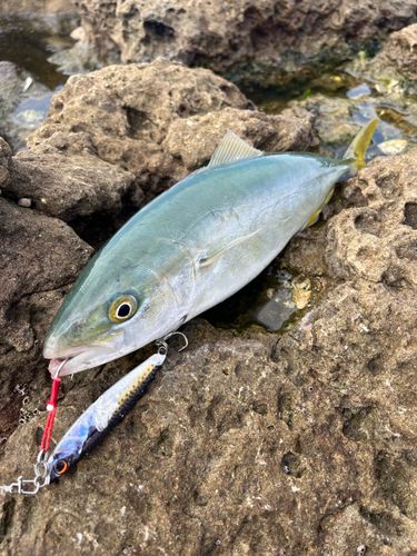 ヤズの釣果