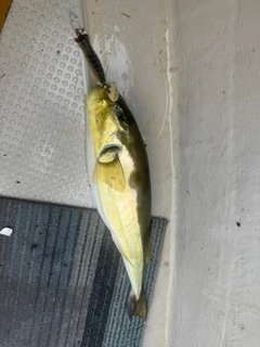 シロサバフグの釣果