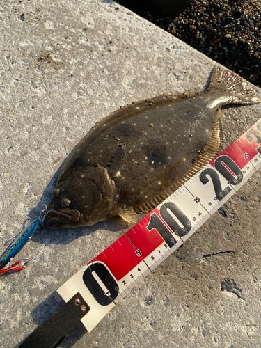 ヒラメの釣果