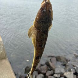 マゴチ