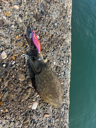 コウイカの釣果