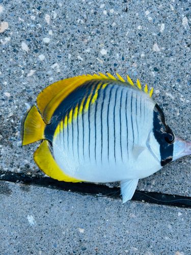 釣果