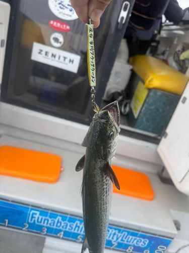 サゴシの釣果