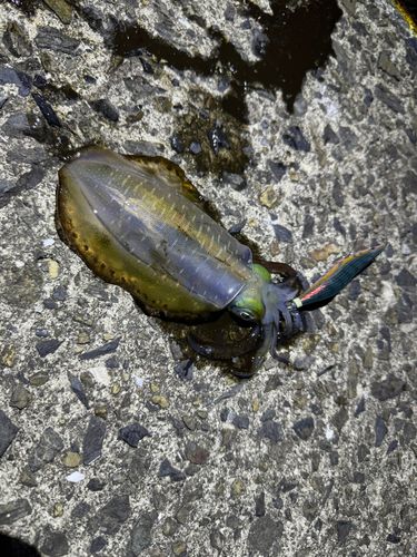 アオリイカの釣果
