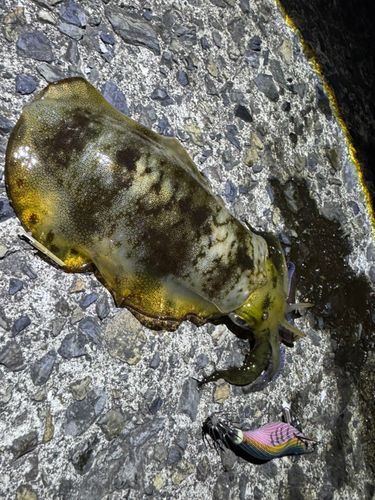 アオリイカの釣果