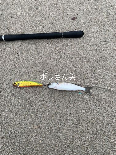 釣果