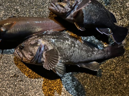クロソイの釣果