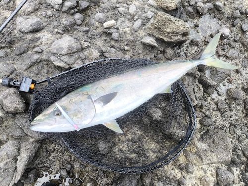 ブリの釣果