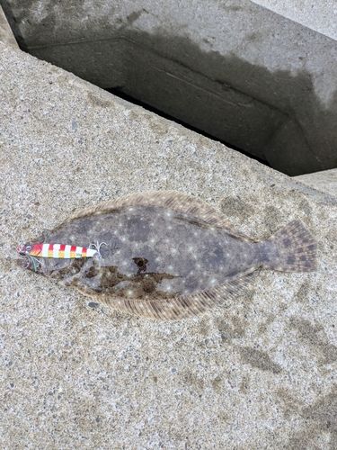 ヒラメの釣果