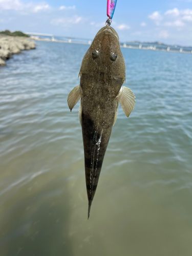 マゴチの釣果