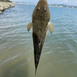 マゴチ