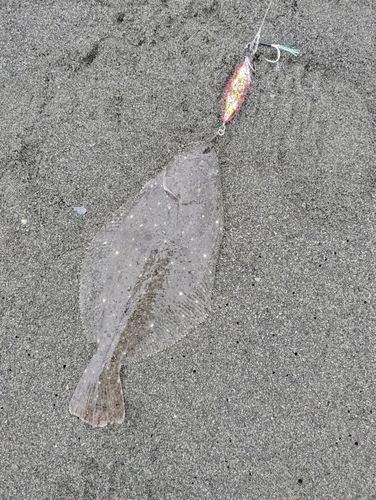 ソゲの釣果