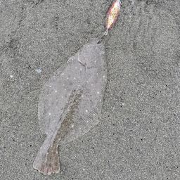 ソゲ