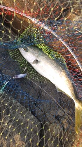 ヤズの釣果