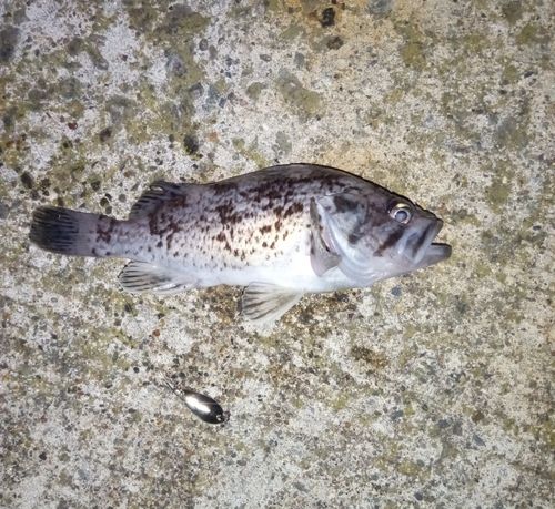 クロソイの釣果