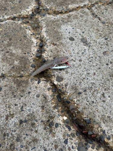 エソの釣果
